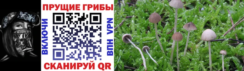 Псилоцибиновые грибы GOLDEN TEACHER Трубчевск